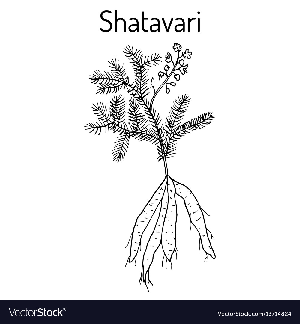 Shatavari Asparagus racemosus , or shatamull, medicinal plant. 