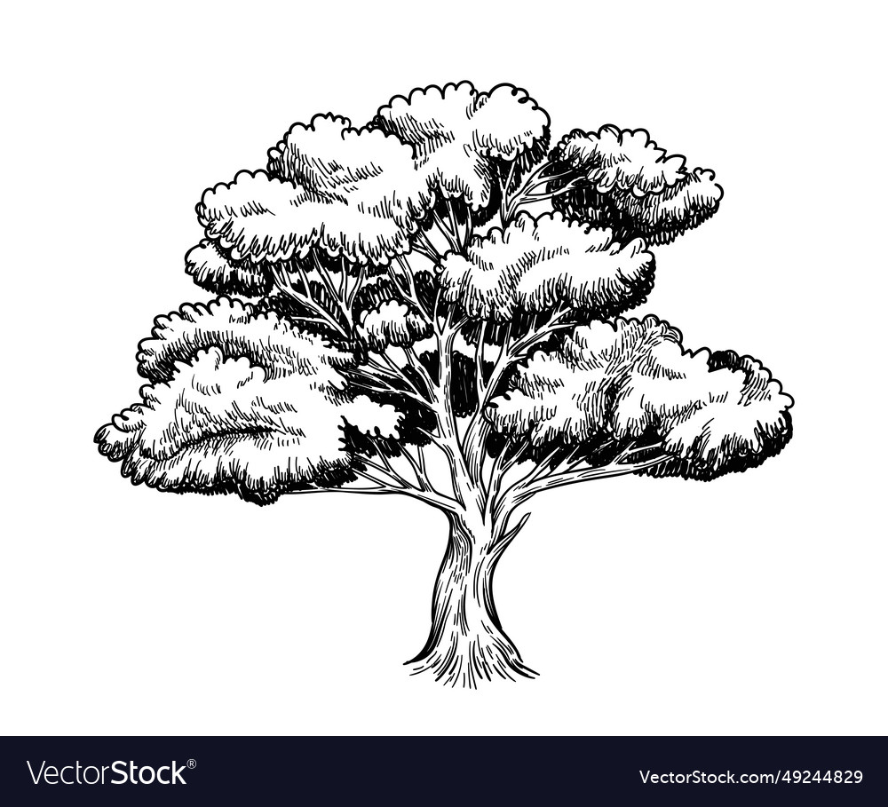 Oak trees hand drawn sketch Royalty Free Vector Image