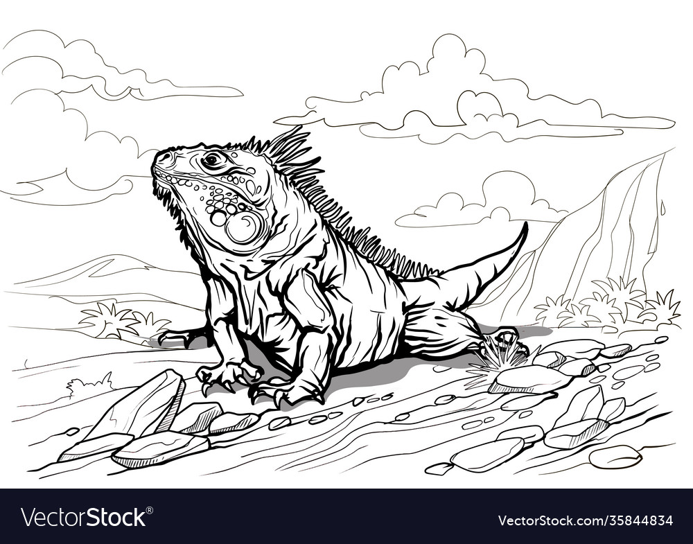 A beautiful big iguana reptile coloring page for Vector Image