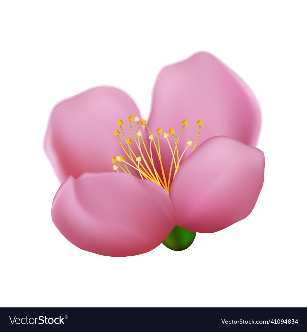 Sakura flower cherry Royalty Free Vector Image