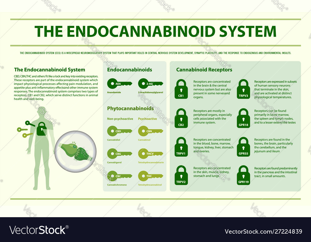 Endocannabinoid System Horizontal Infographic Vector Image 6977