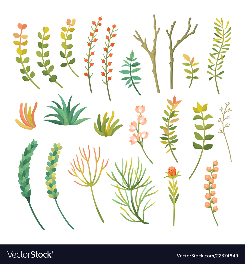 Cartoon Diffe Types Of Plants Set Cartoon Diffe Types Of Plants Set