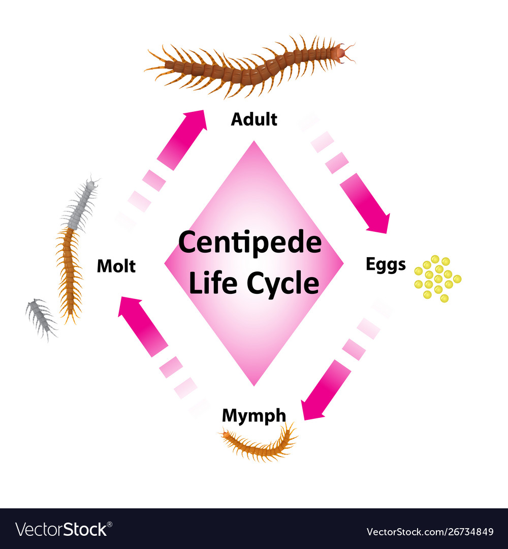 Centipede Life Cycle