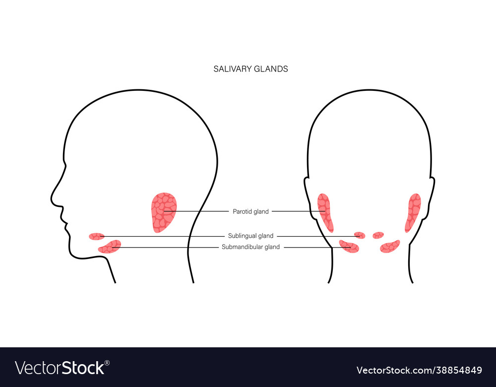 Salivary gland concept