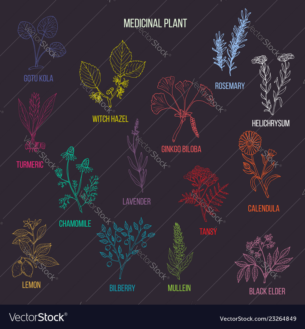 Vintage collection of hand drawn medical herbs