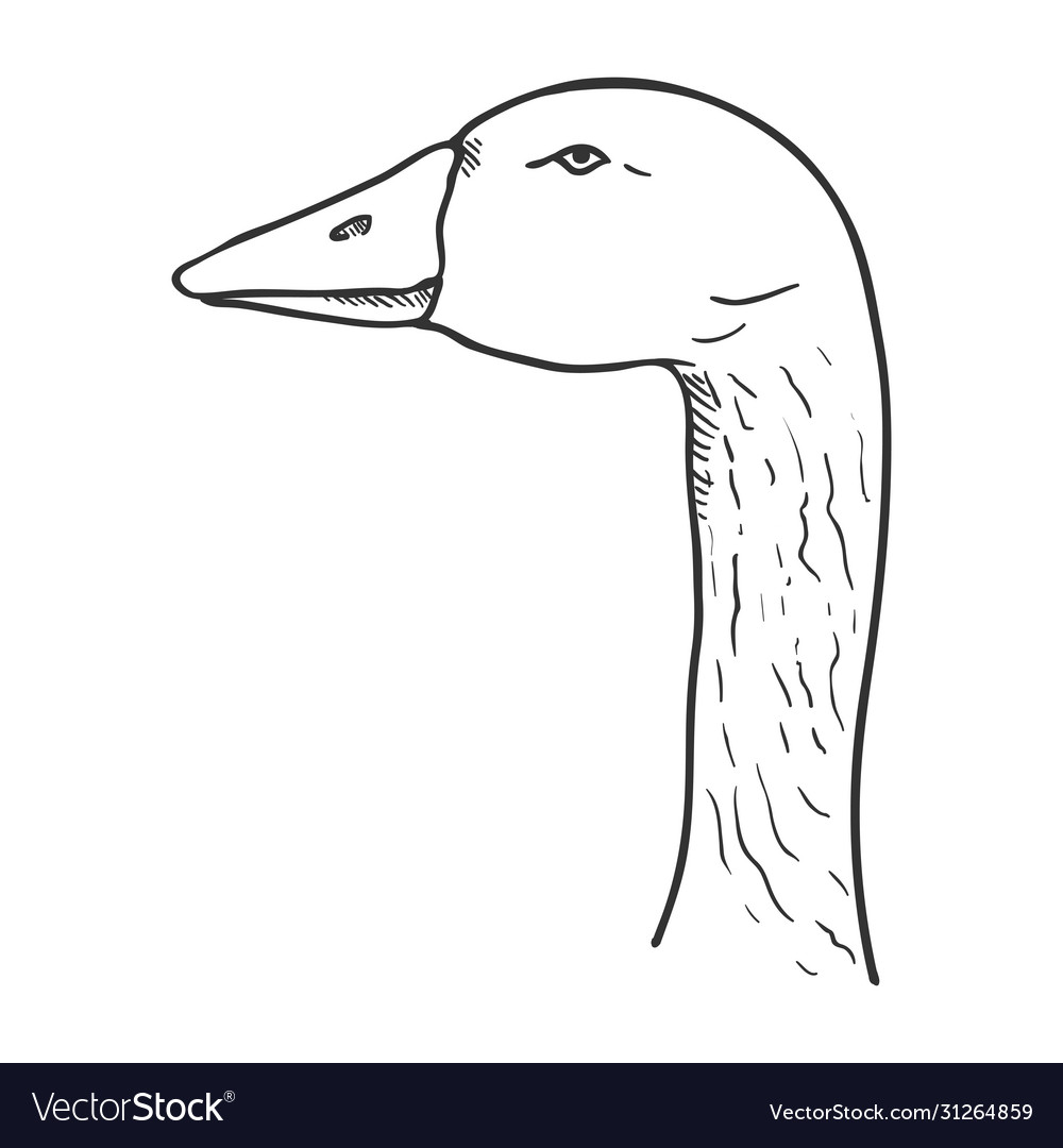 Sketch goose head