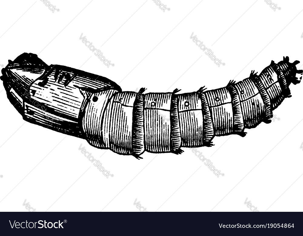 Horse fly pupa vintage Royalty Free Vector Image