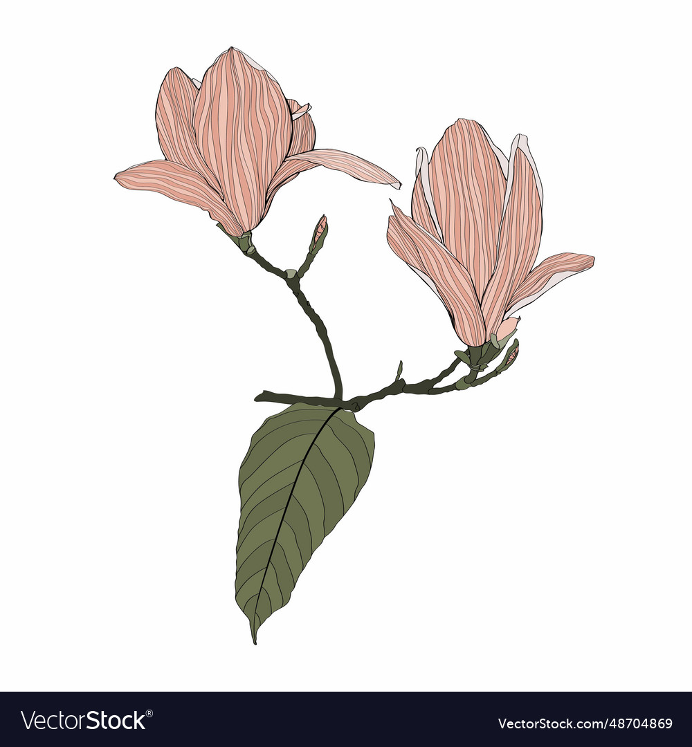 Line magnolia branch simple colored flowers