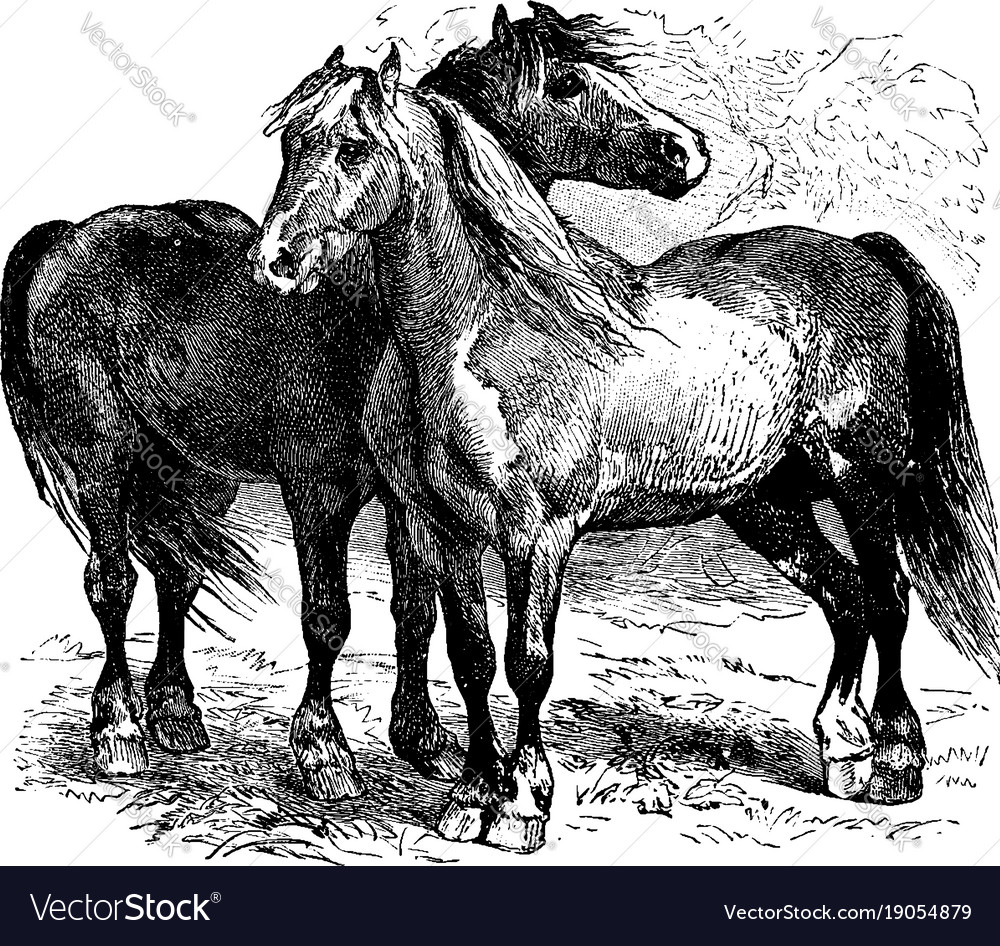 Horses Vintage Horses Vintage