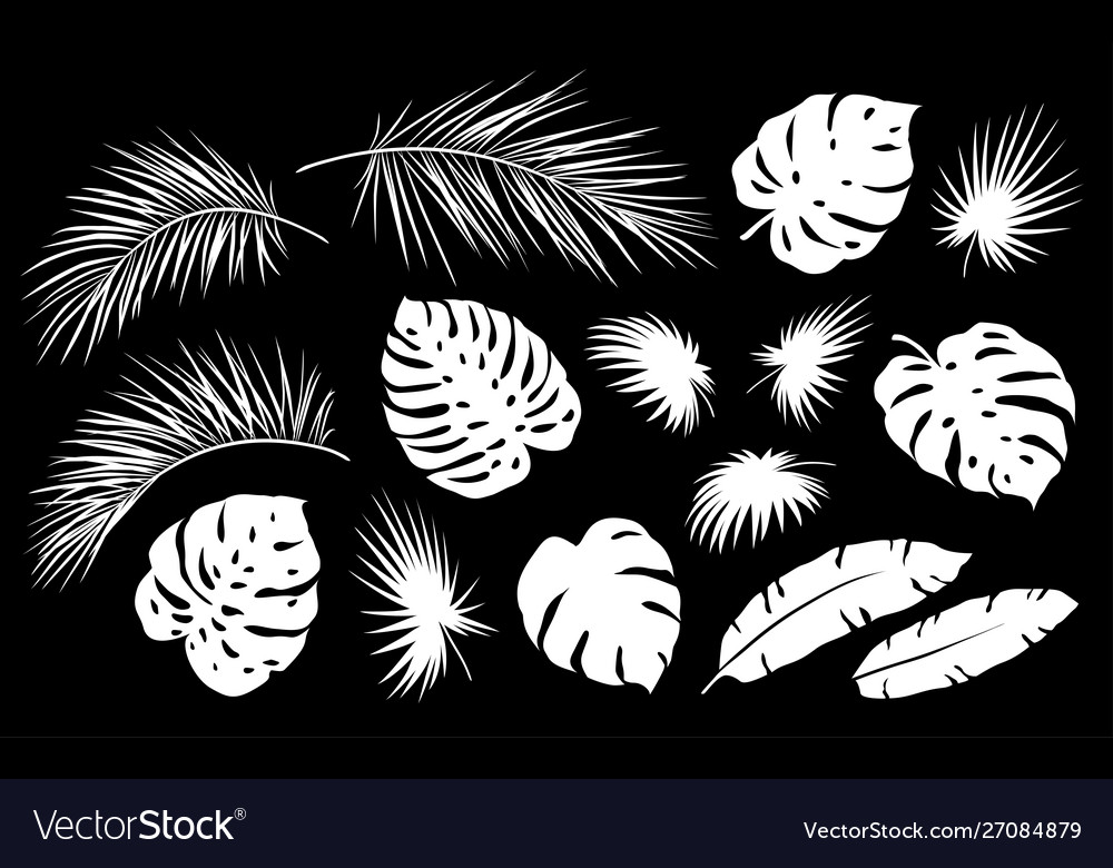 White set tropical palm leaf branch vector image White set tropical palm leaf branch