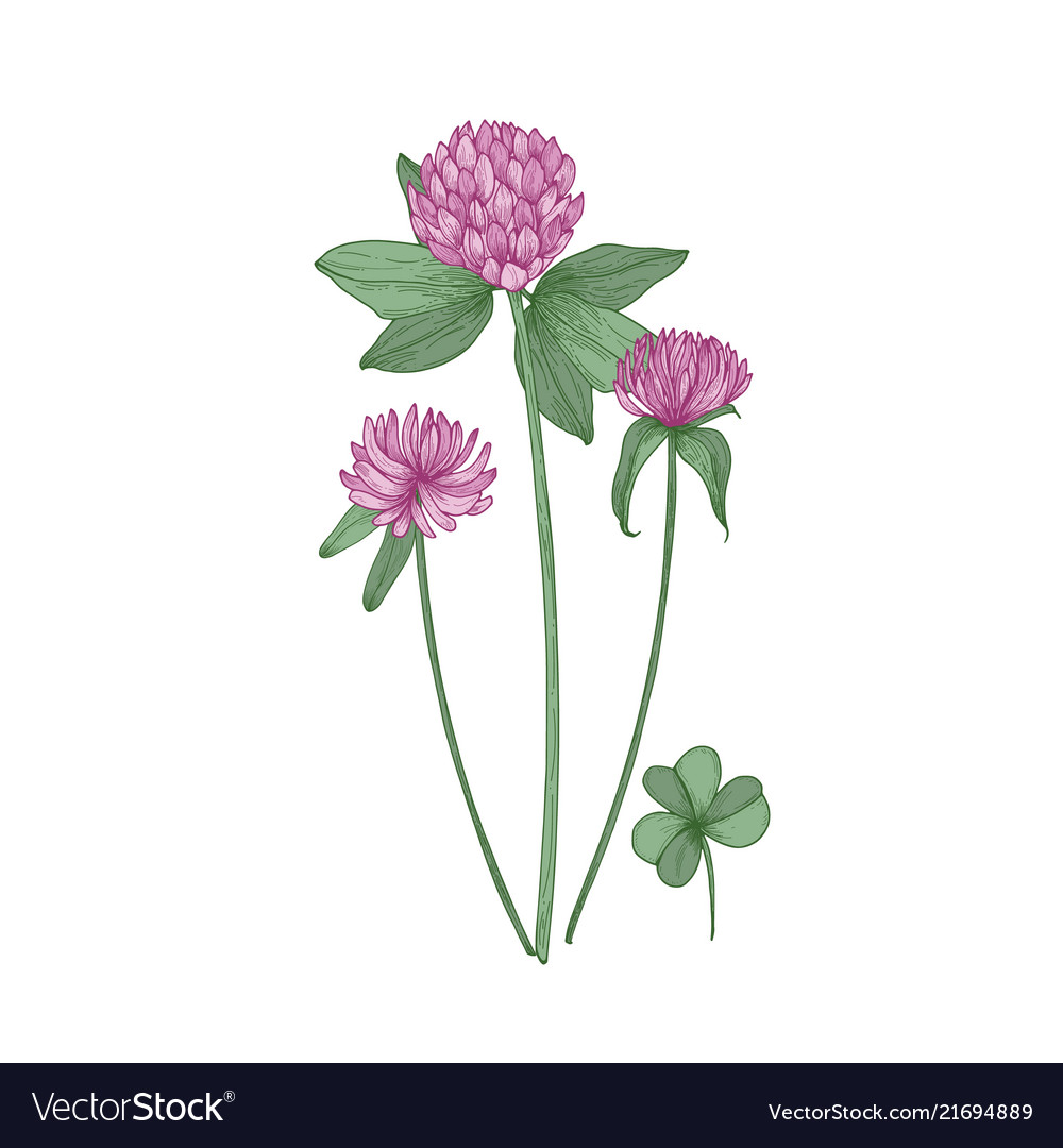 Clover or trefoil flowers and leaves isolated