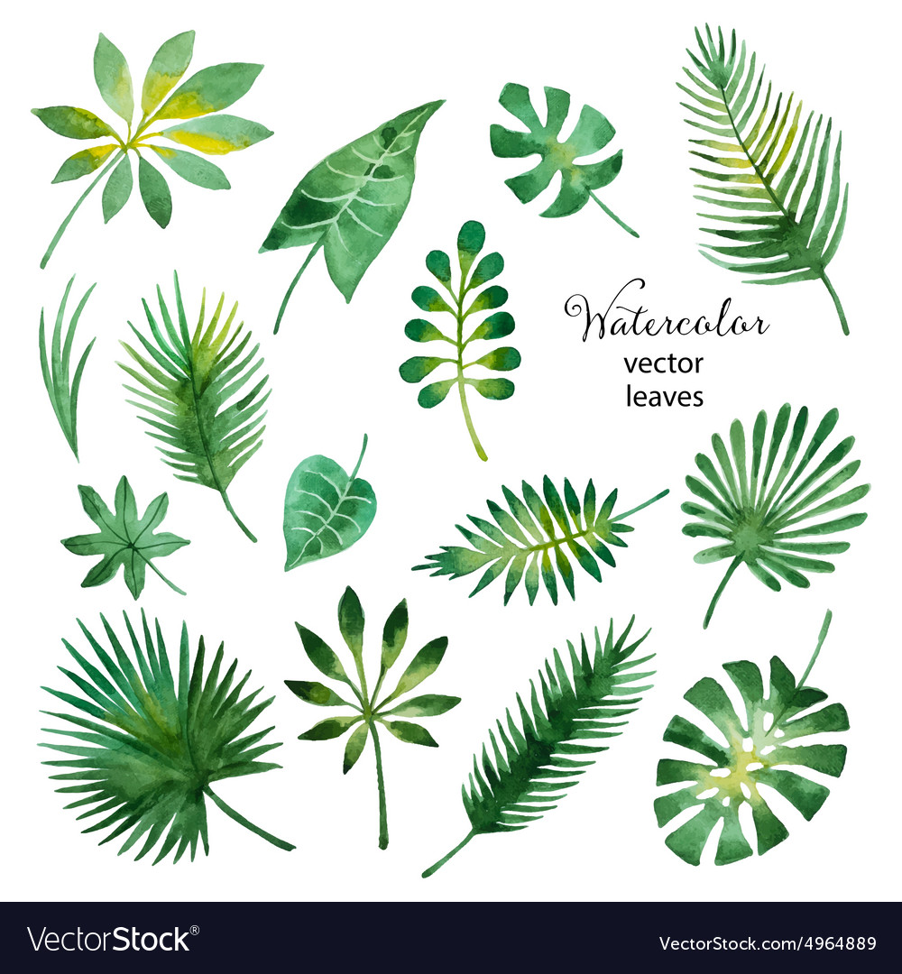 Set Watercolor Green Leaves Royalty Free Vector Image