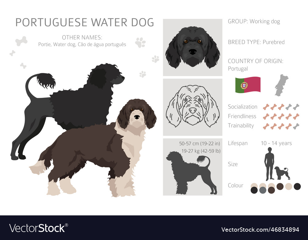 Portuguese water dog clipart different poses coat Vector Image