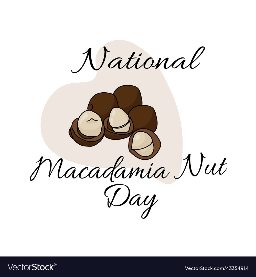 National macadamia nut day useful popular nut Vector Image