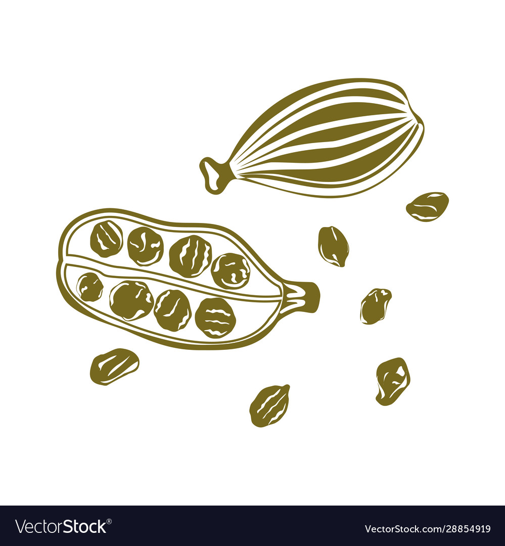 Cardamom icon isolated on white background