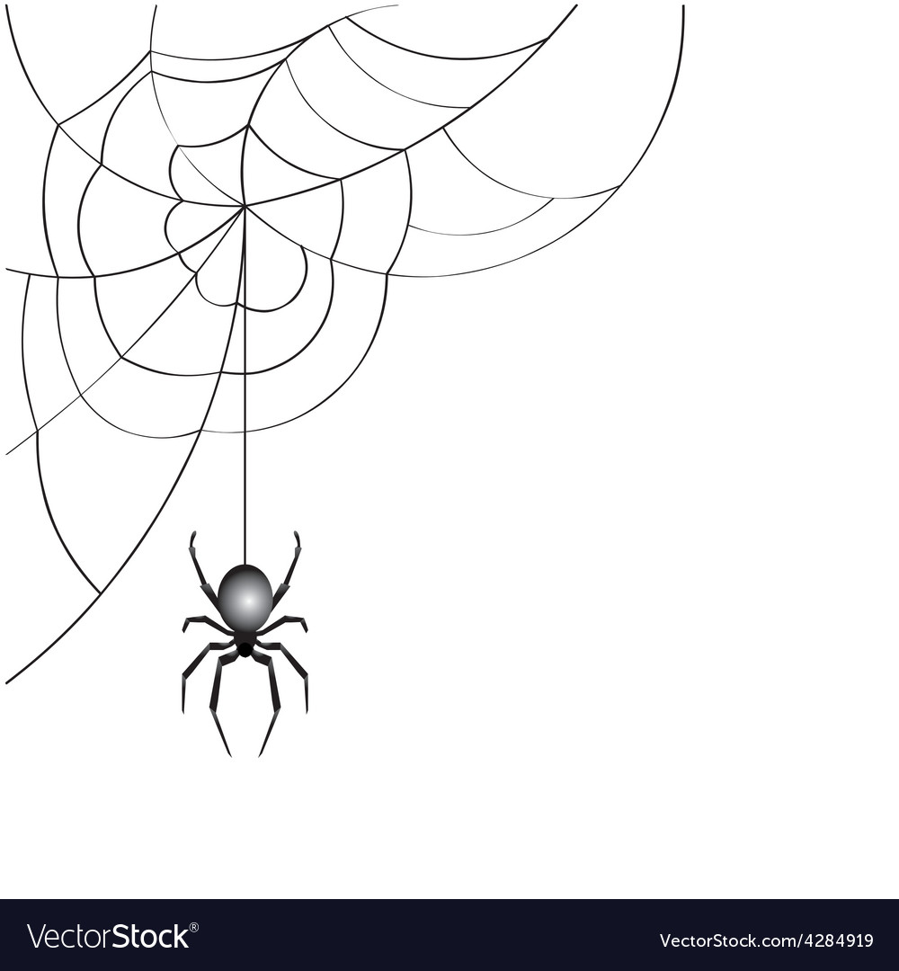 Isolated Spider Web