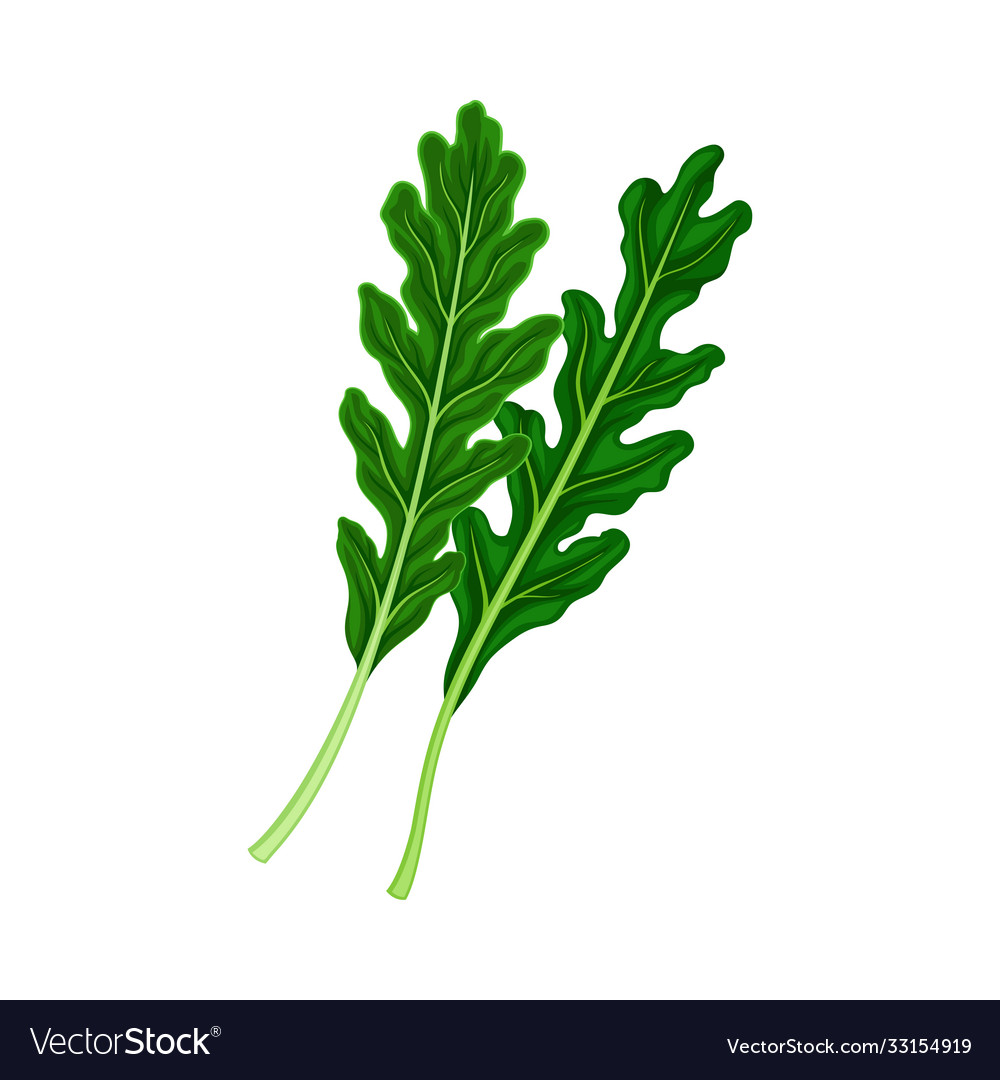 Rocket leaf vegetable or salad greens as plant