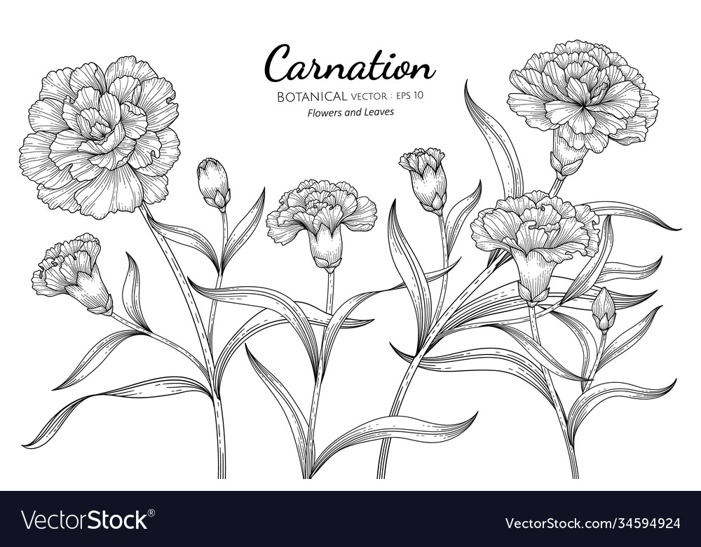 Carnation Flower Line Art