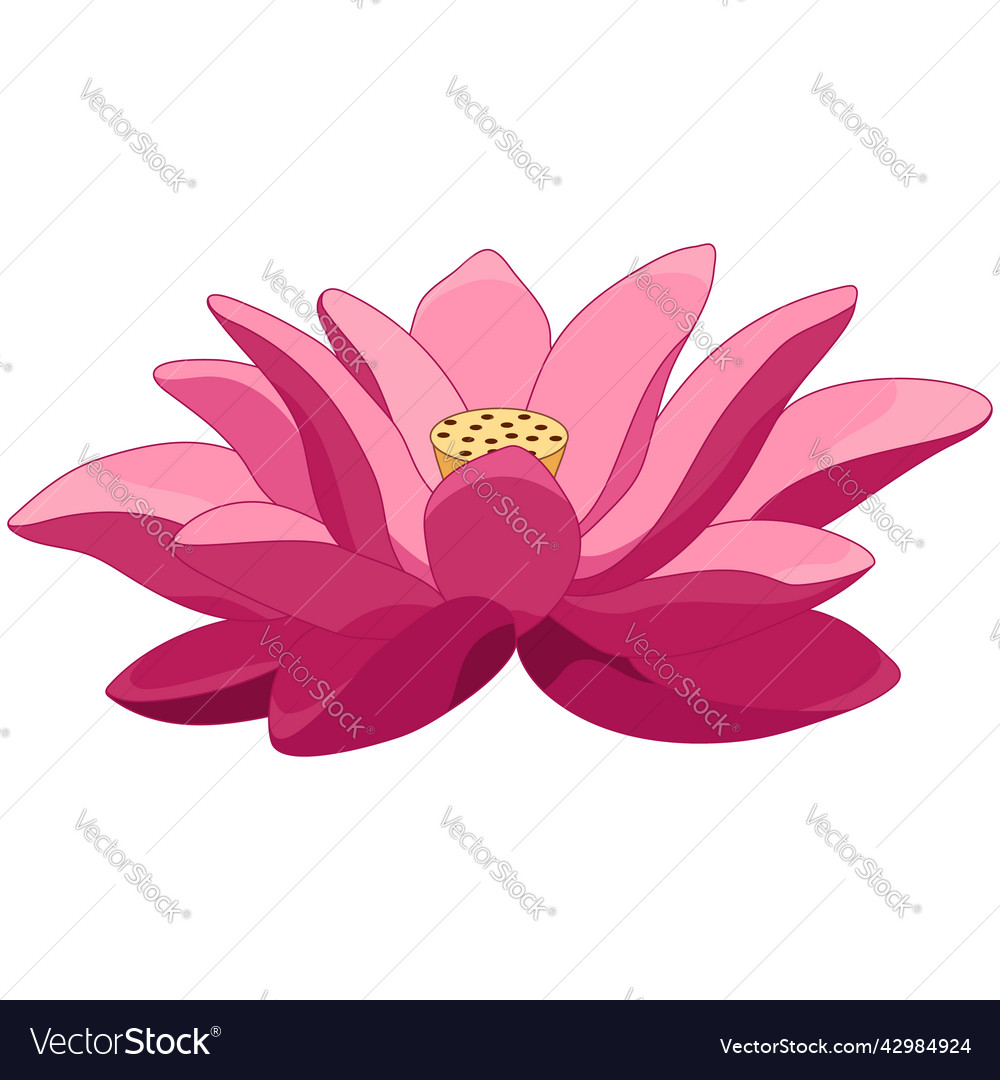 Cartoon lotus flower Royalty Free Vector Image