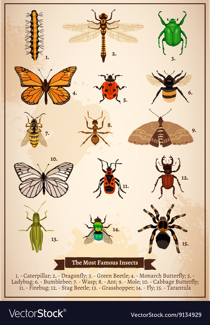 Insects vintage book page Royalty Free Vector Image