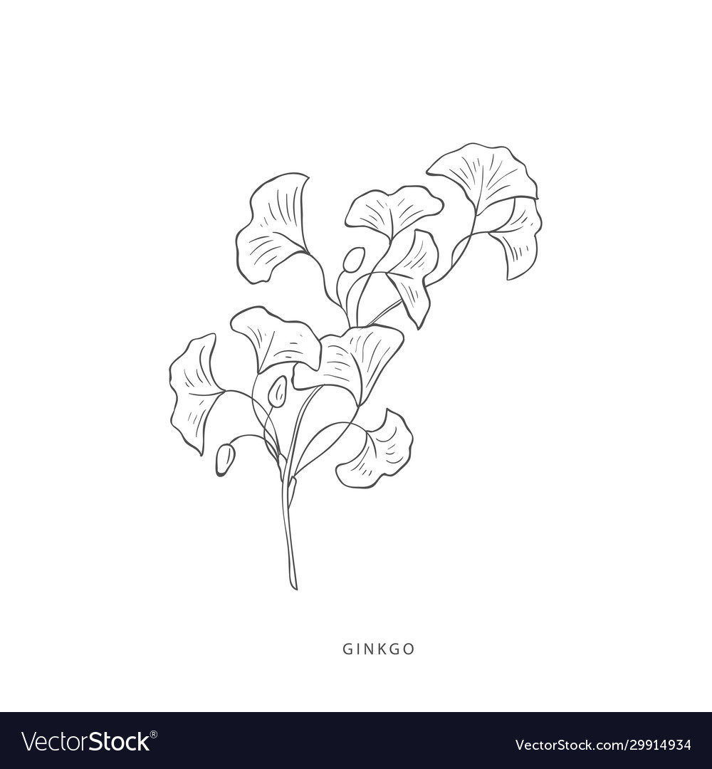 Greenery design elements botanical logos Vector Image