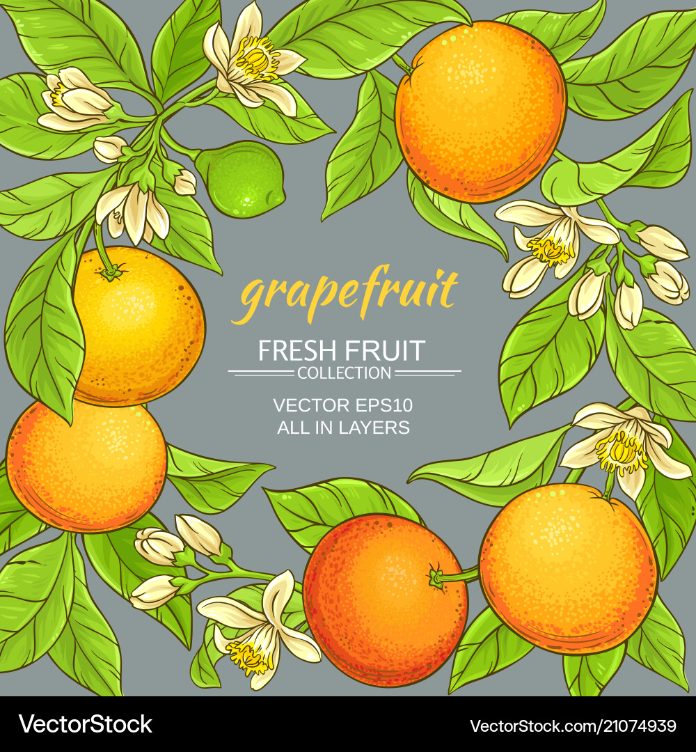Grapefruit frame Royalty Free Vector Image - VectorStock