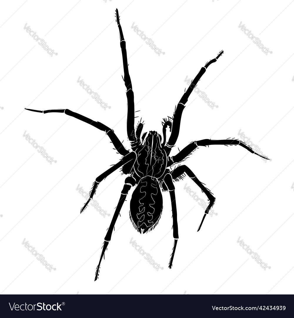 Spider Bk 01 Royalty Free Vector Image - Vectorstock