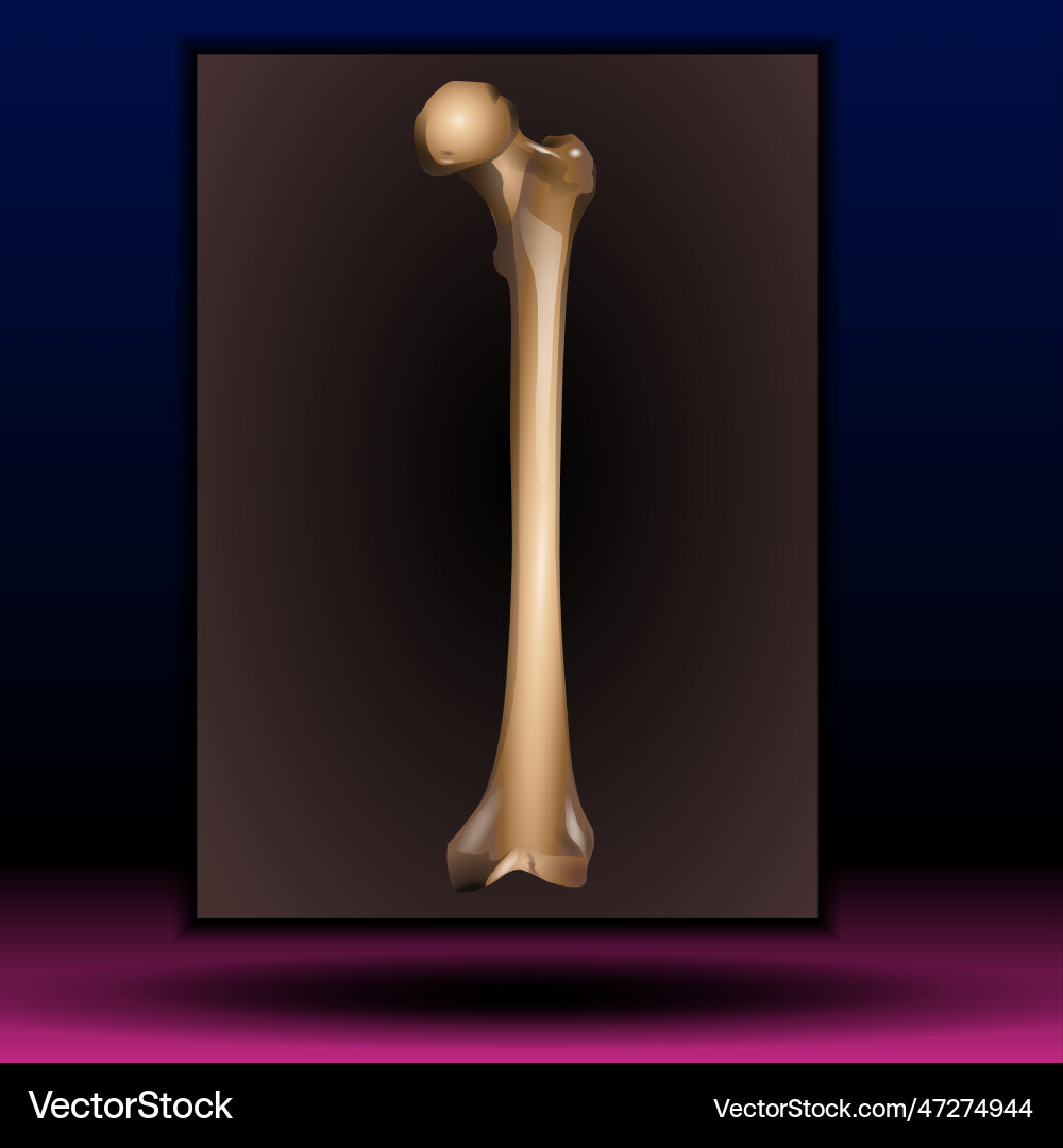 Bone marrow - human structure Royalty Free Vector Image