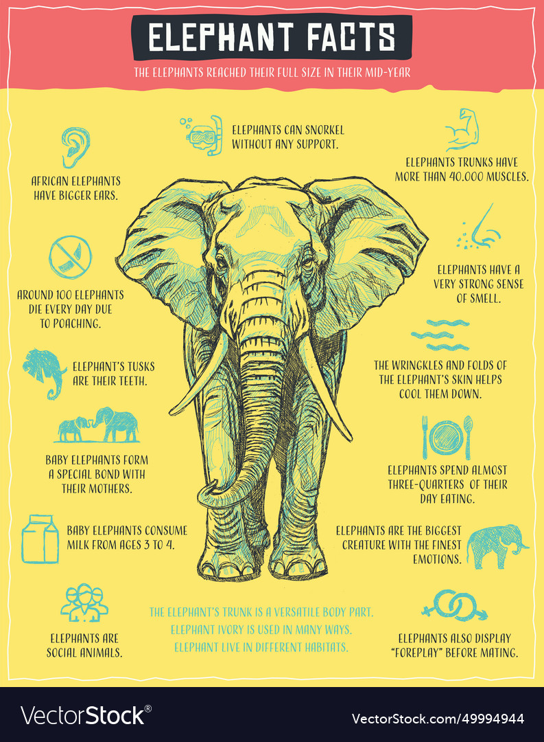 Elephant Infographics Royalty Free Vector Image