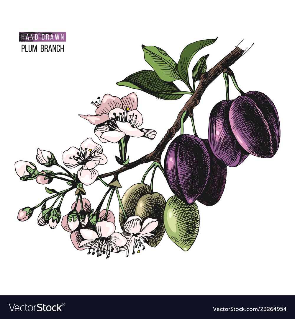 Hand drawn plum branch Royalty Free Vector Image