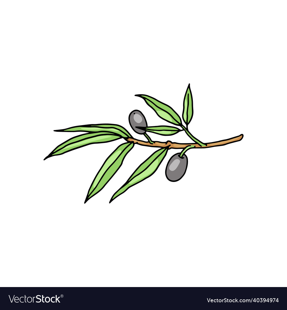 Black olives branch with fruits and leaves color