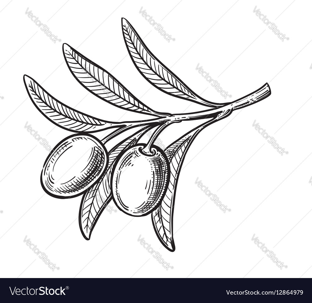 Black olive symbol Royalty Free Vector Image - VectorStock