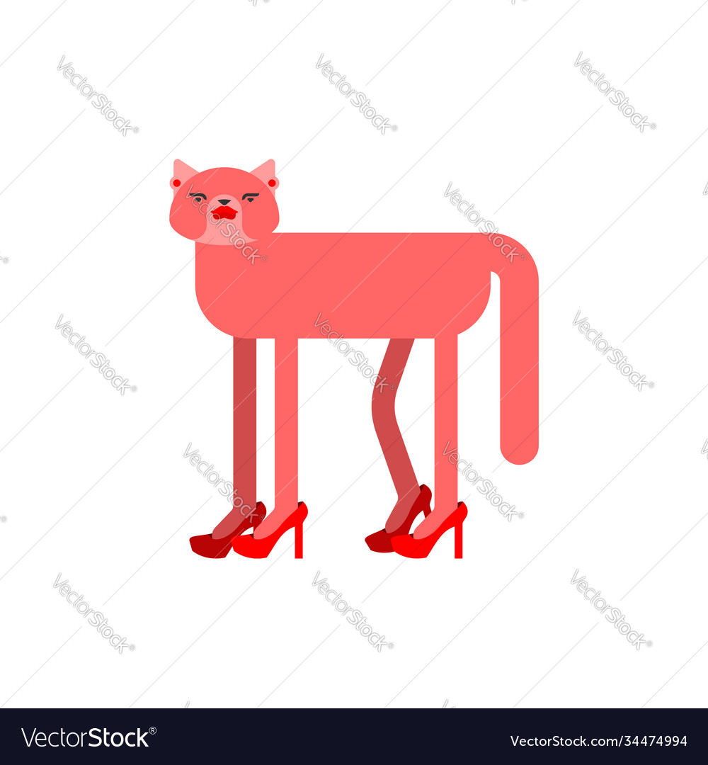 Cat wearing high on sale heels