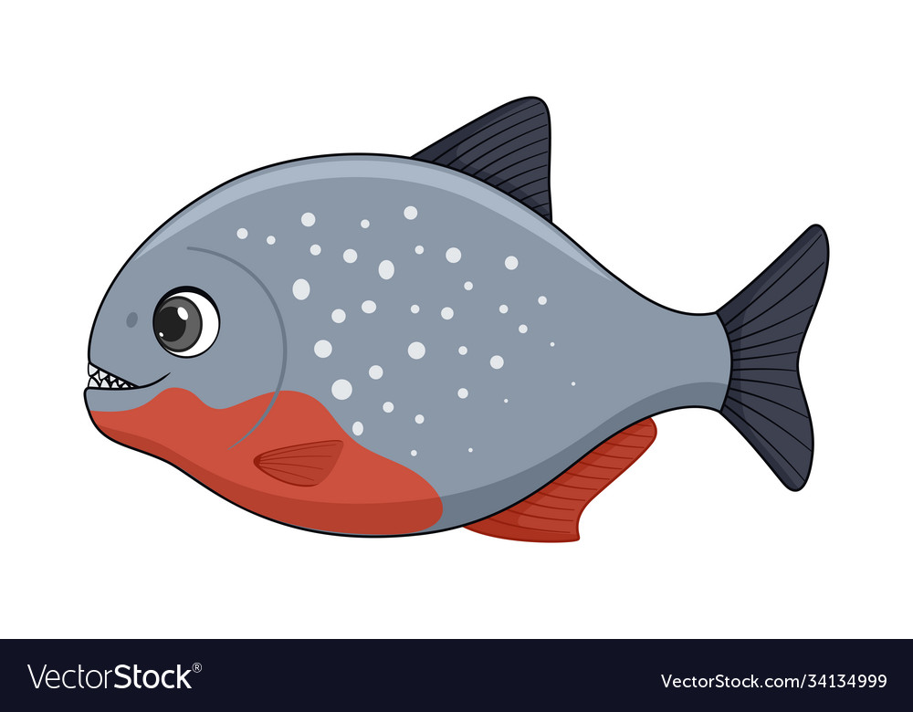 Piranha fish on a white background Royalty Free Vector Image