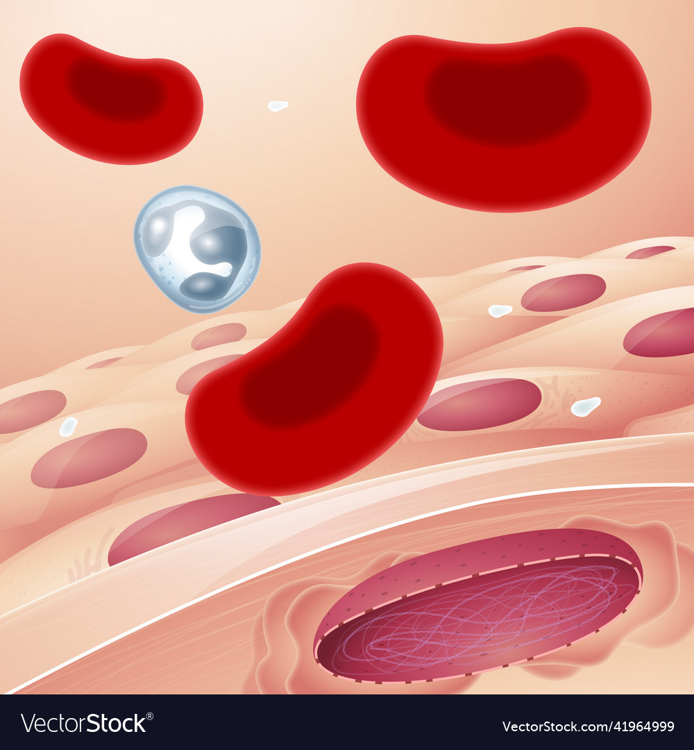 Vascular Endothelial Cell And Red Blood Royalty Free Vector