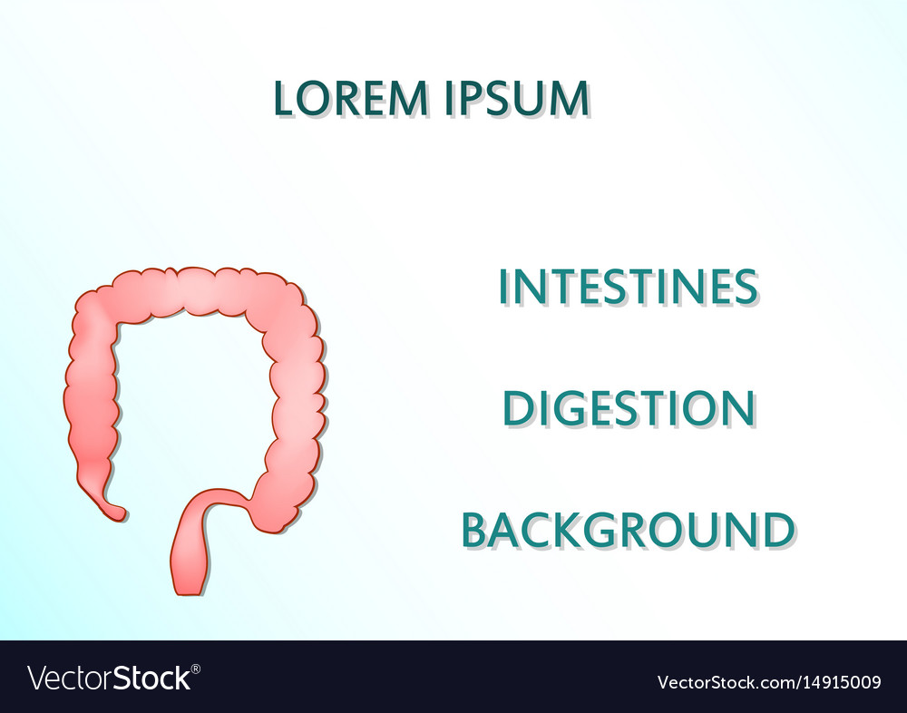 Healthy intestines background Royalty Free Vector Image