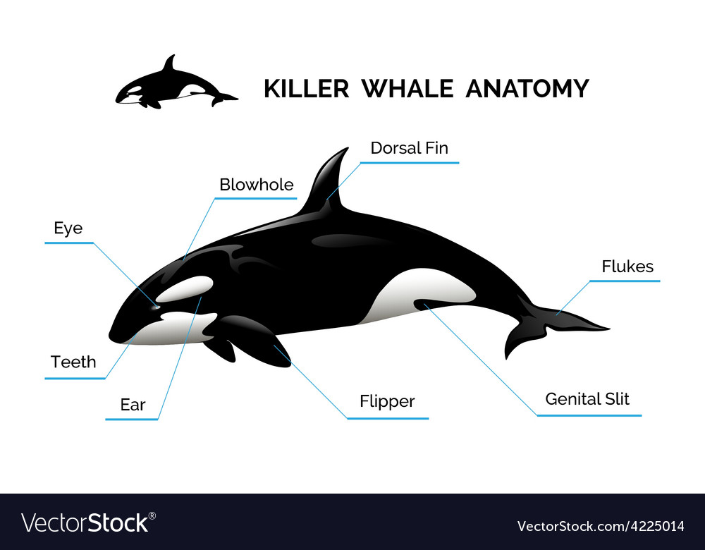 Killer Whale Anatomy Royalty Free Vector Image | The Best Porn Website