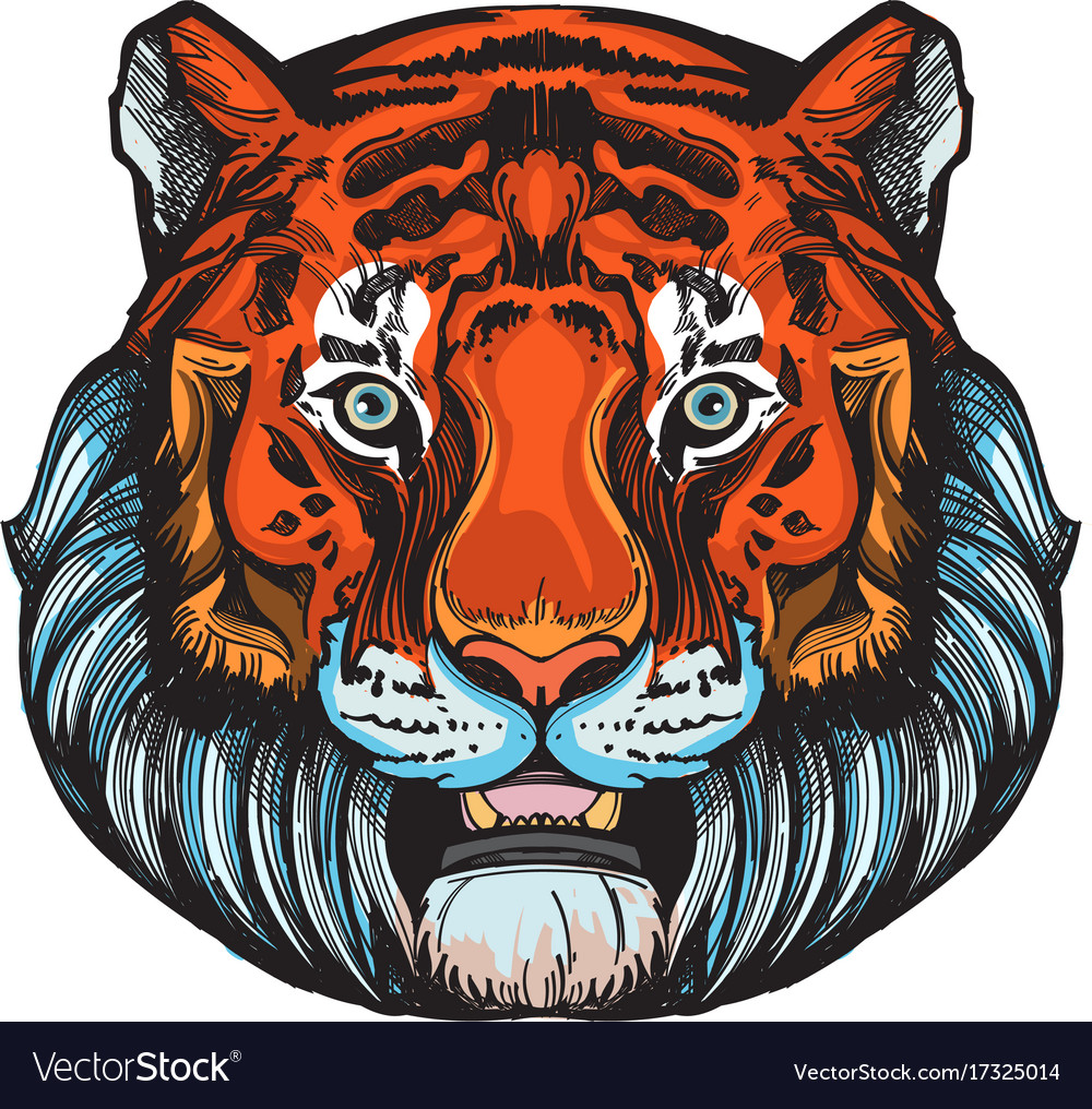 Muzzle of a tiger for creating sketches