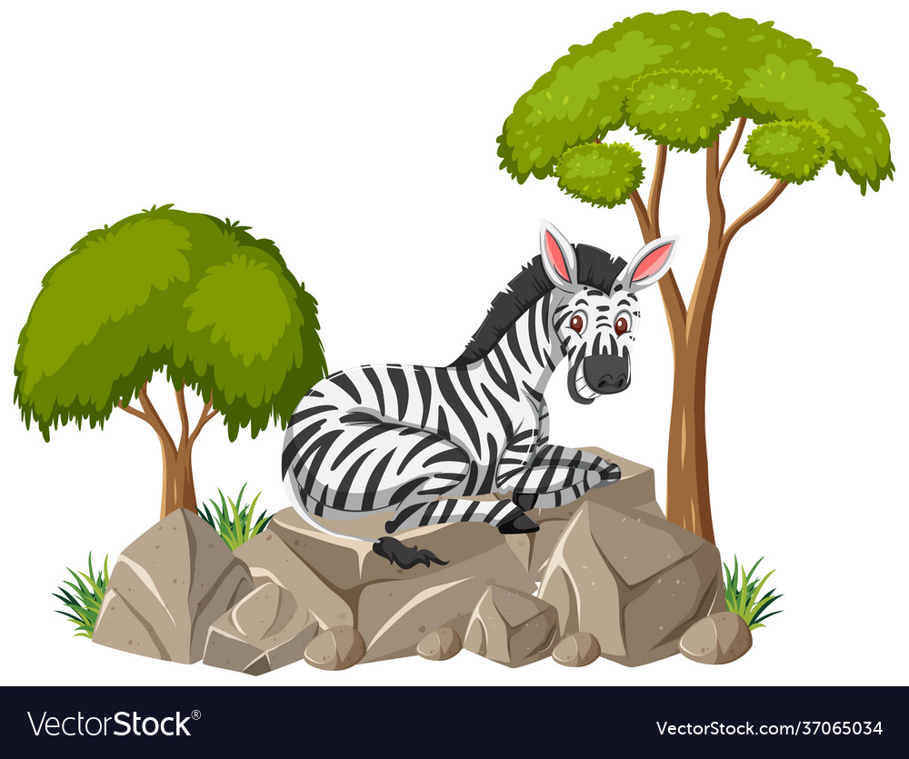 Isolated scene with a zebra laying on stone