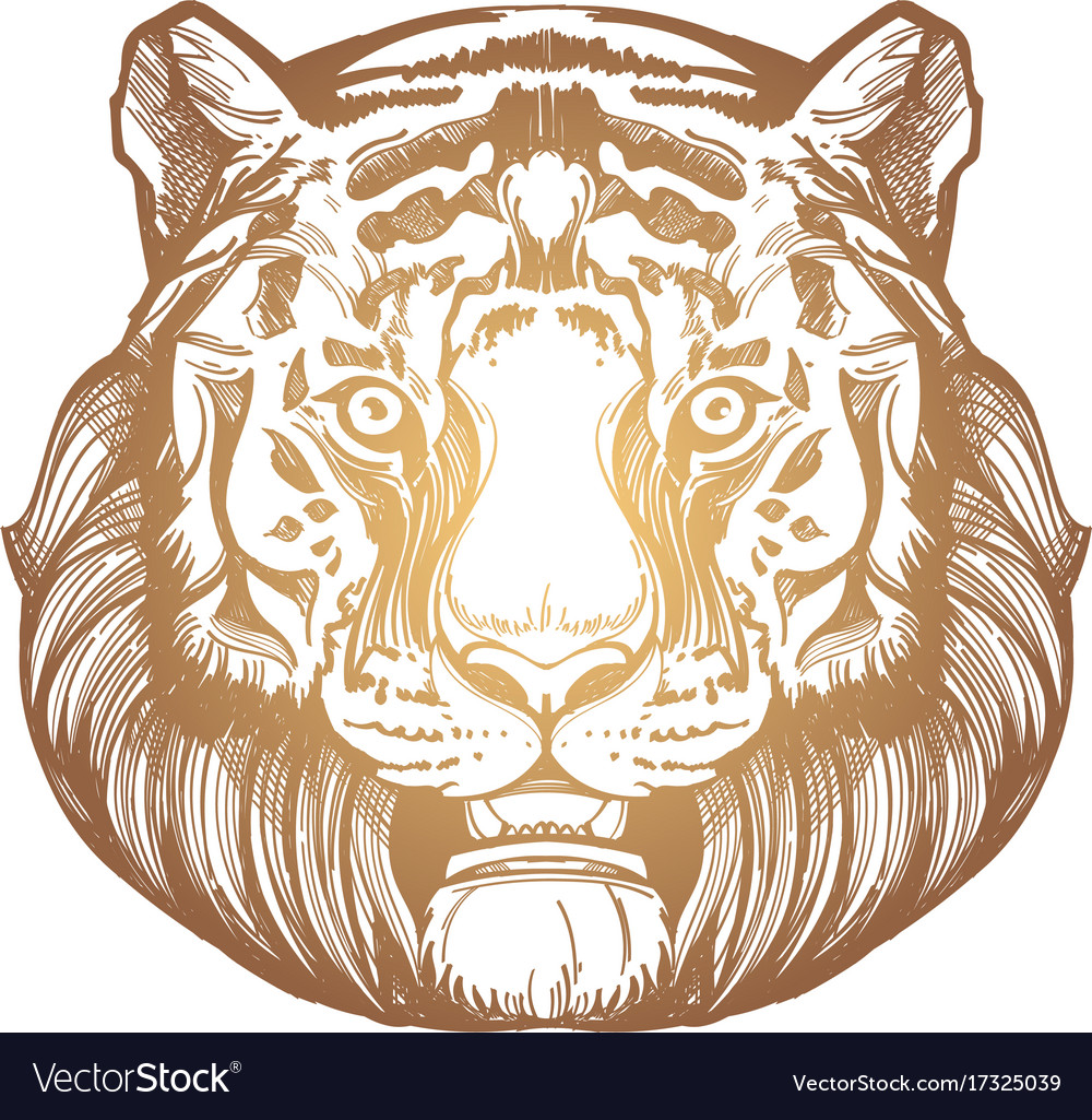 Muzzle of a tiger for creating sketches