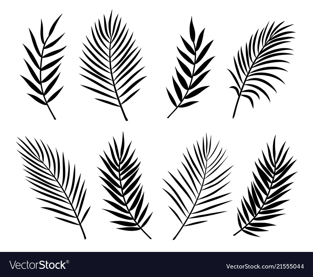 Download Black isolated palm leaves and branches on white Vector Image