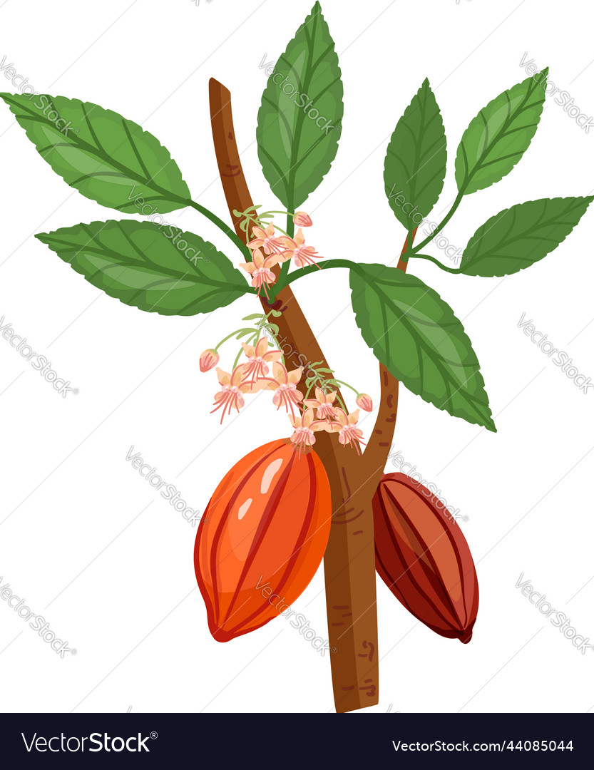 Cacao tree branch icon cartoon nut leaf Royalty Free Vector