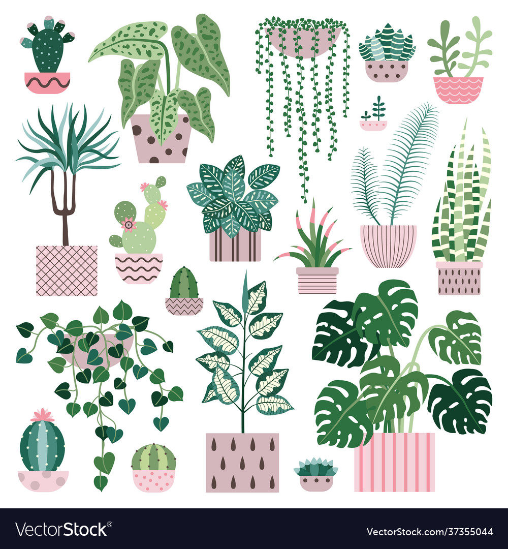 House plants cacti and succulents flower pots Vector Image