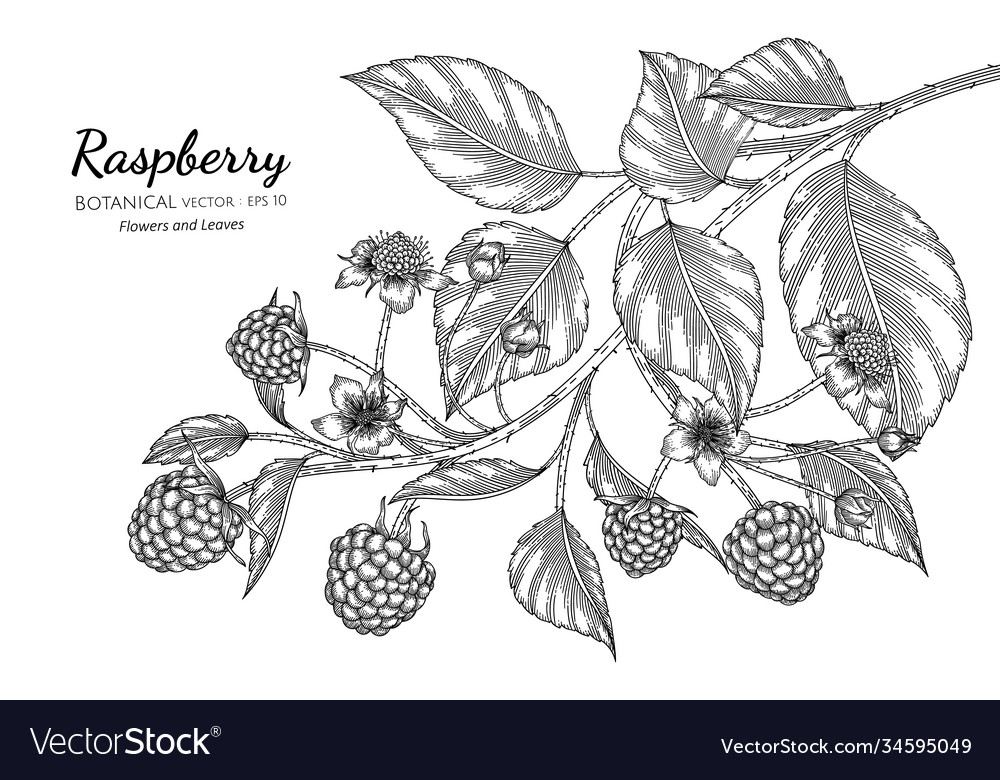 Raspberry Botanical Line Art