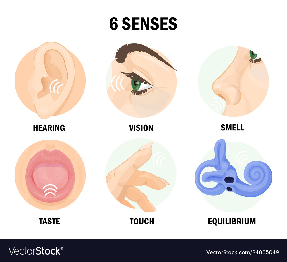 Six sense organs of human body with names Vector Image