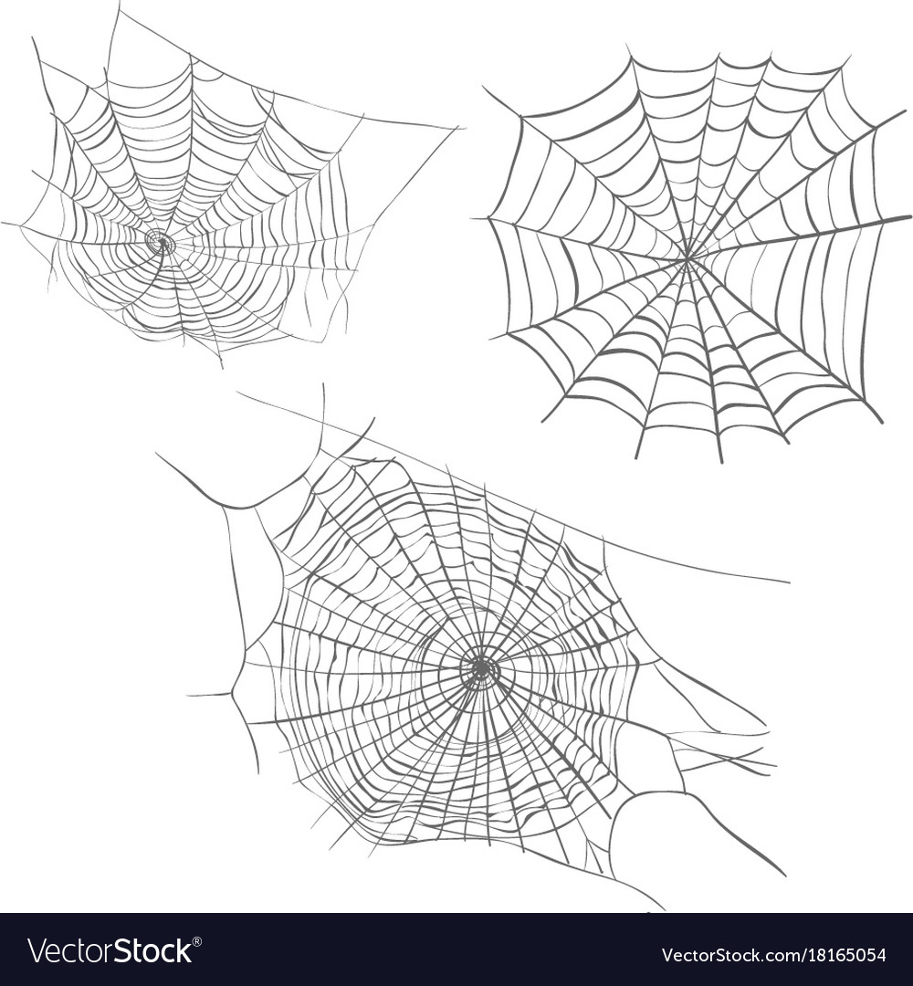 Spiderweb sketch Royalty Free Vector Image VectorStock