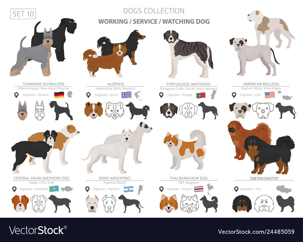 Working Service And Watching Dogs Collection Vector Image