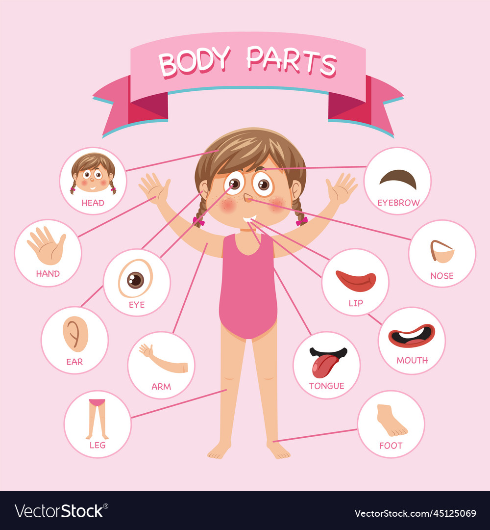 Body parts with vocabulary Royalty Free Vector Image