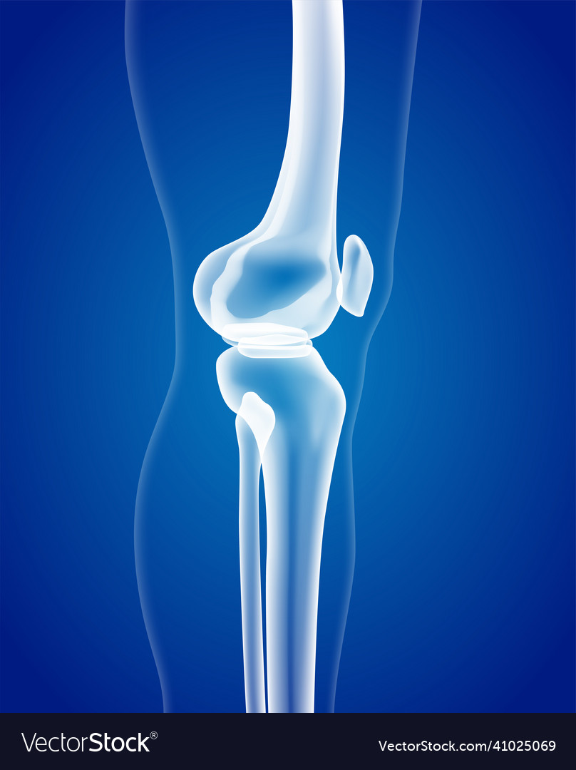 Educational medical of leg bones Royalty Free Vector Image