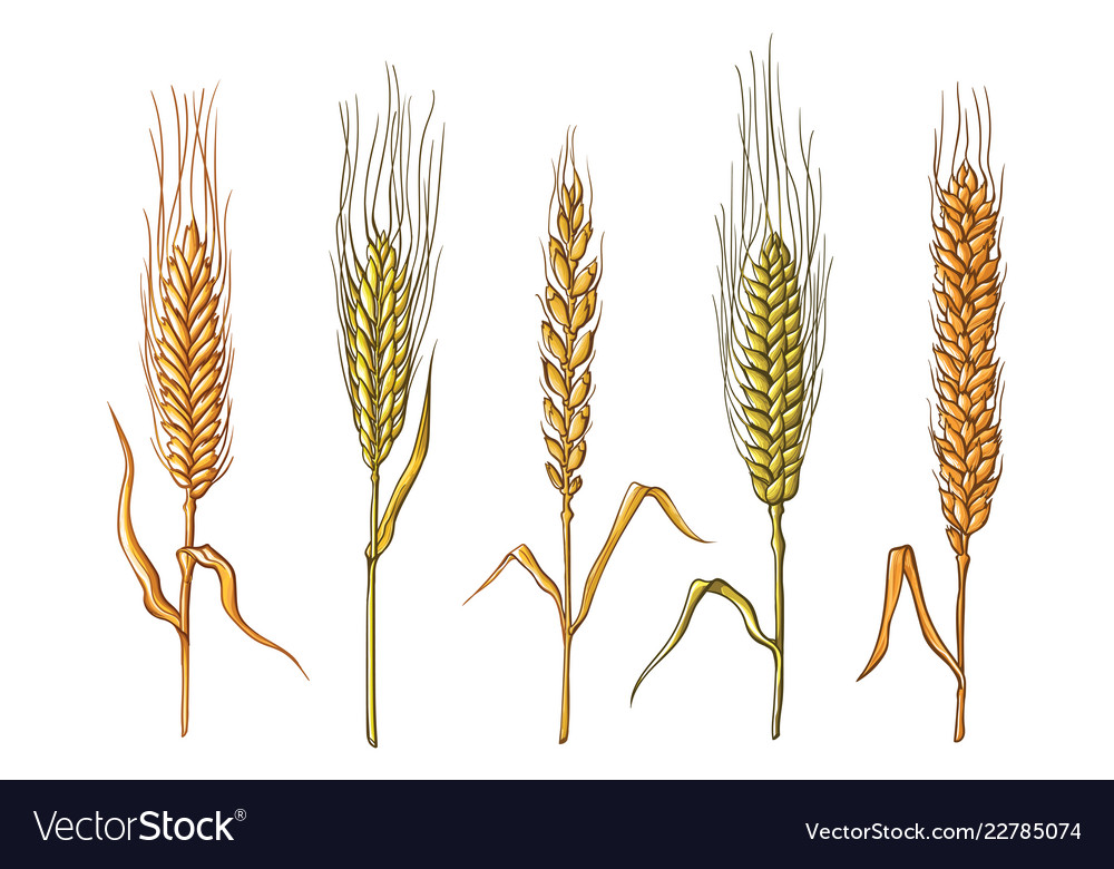 Different varieties of wheat drawn by hand Vector Image